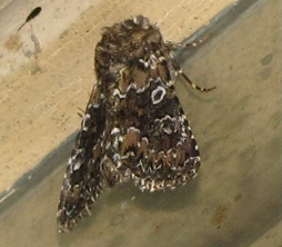 Hadena (Hadena) magnolii, Noctuidae